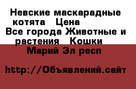 Невские маскарадные котята › Цена ­ 15 000 - Все города Животные и растения » Кошки   . Марий Эл респ.